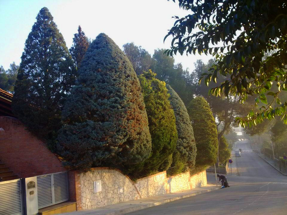 tala arbres format